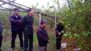 Ông Nguyễn Văn Khuyên, hội viên CCB chi hội Thông, xã Hợp Thịnh trao đổi kinh nghiệm trồng phật thủ. 

 
